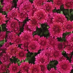 cheryl_regal_purple_garden_mum