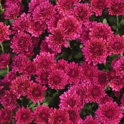 cheryl_regal_purple_garden_mum