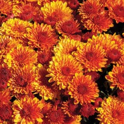 cheryl_spicy_orange_garden_mum