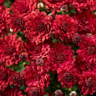 danielle_red_garden_mum