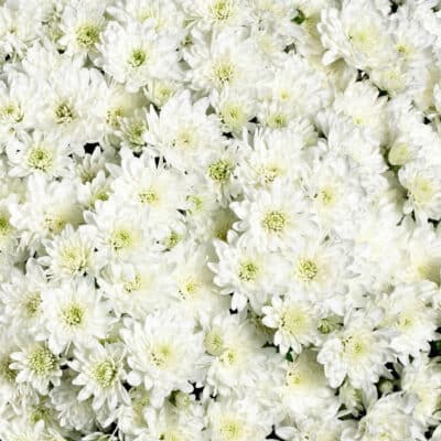 fair_white_garden_mum