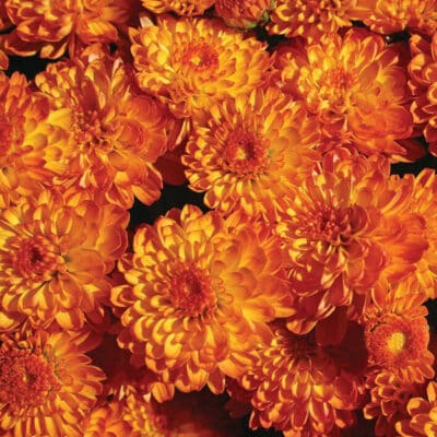 gigi_orange_garden_mum