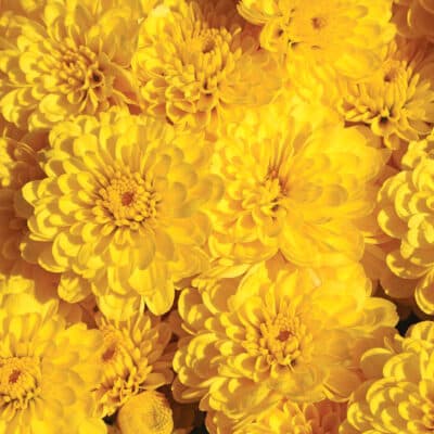 gigi_yellow_garden_mum