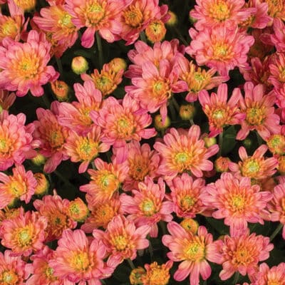 jacqueline_peach_fusion_garden_mum