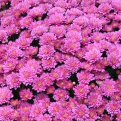 jacqueline_pink_garden_mum