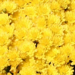 jacqueline_yellow_garden_mum