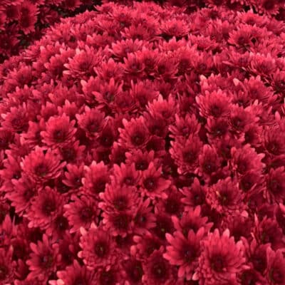 penera_red_belgian_mum