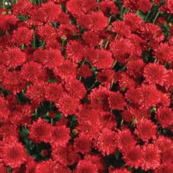 seaside_red_garden_mum