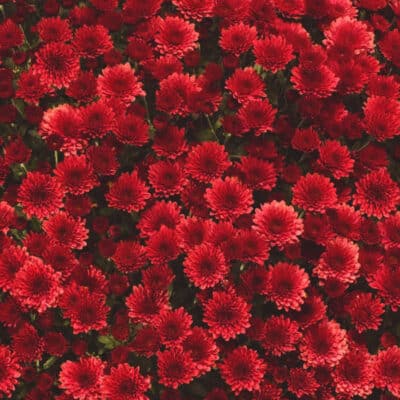 staviski_red_garden_mum