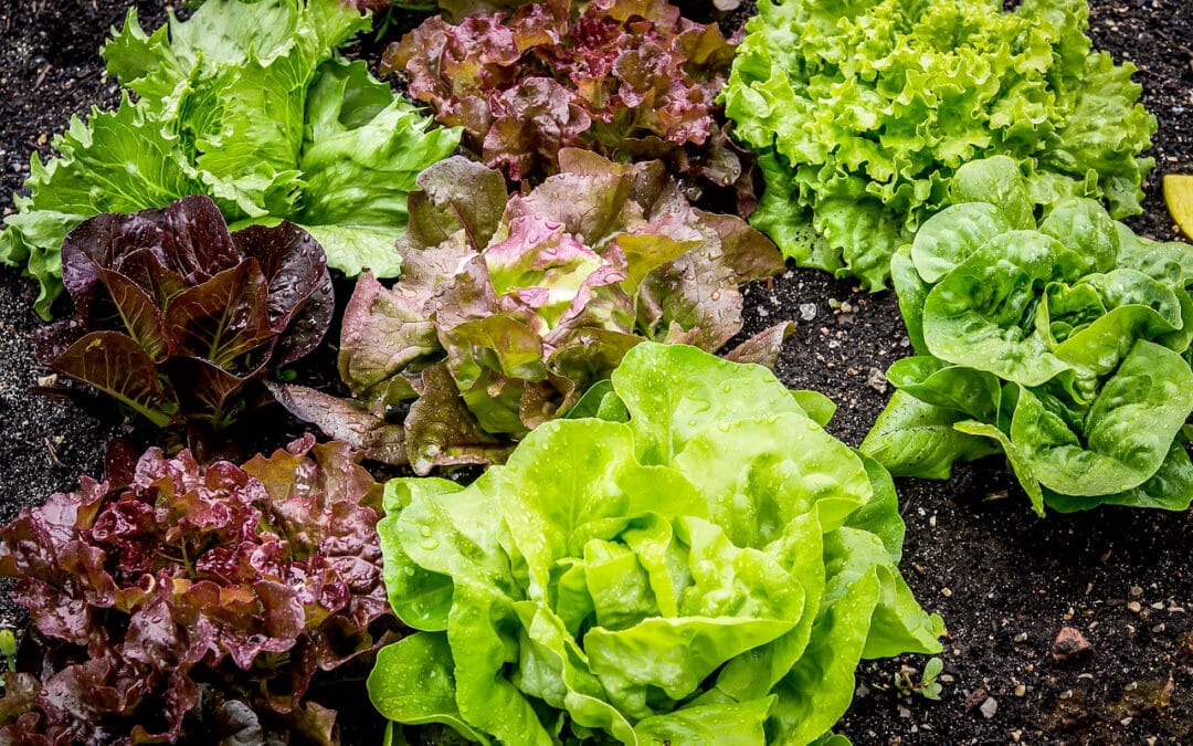 Growing Your Favorite Fall Greens